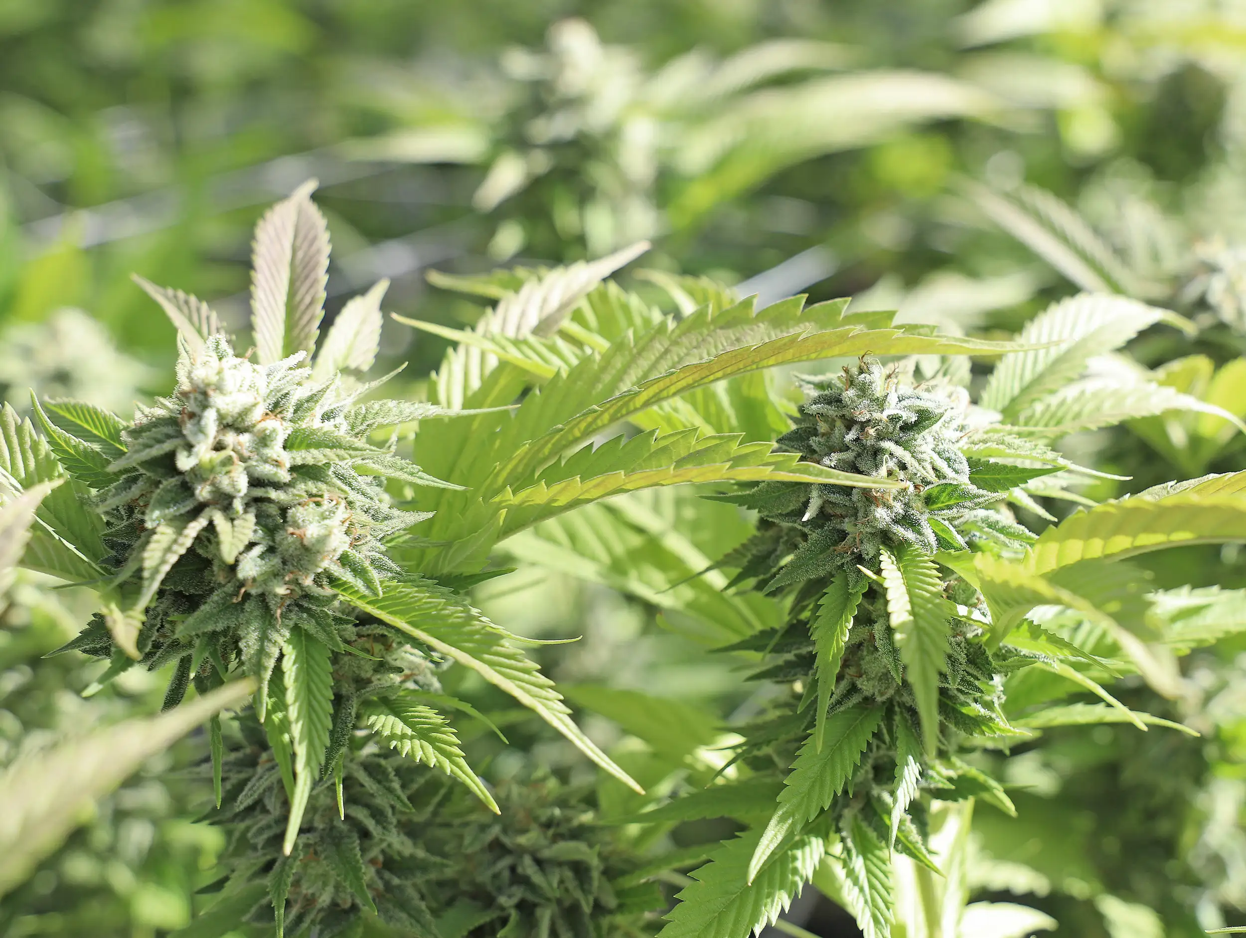 Cannabis in Regensburg